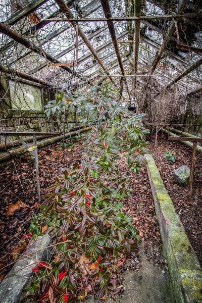 Eine kleine Pflanze, die in einem kleinen Garten wächst