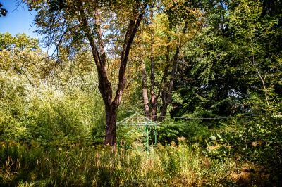 Ein grünes Feuer, das in einem Wald sitzt