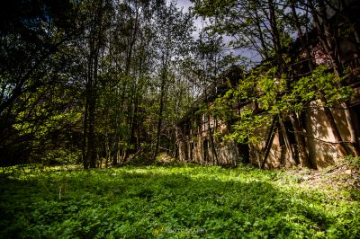 Ein Wald mit vielen Bäumen und Büschen