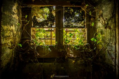 Ein Fenster mit Reben, die um ihn herum wachsen