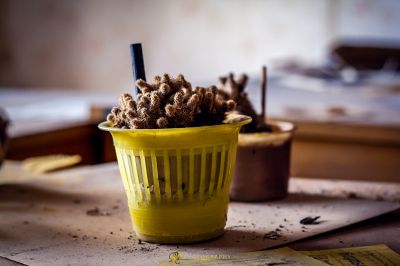 Eine gelbe Tasse gefüllt mit Schmutz und einem Strohhalm