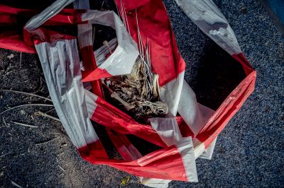 Ein Vogel sitzt in einer Tasche auf dem Boden