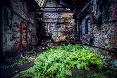 Ein sehr altes Gebäude mit vielen Pflanzen, die darin wachsen