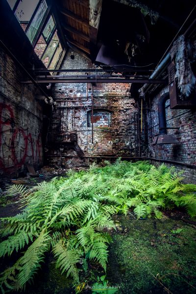 Ein Farn wächst in den Ruinen eines verlassenen Gebäudes