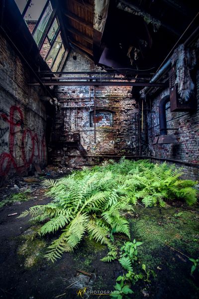 Ein sehr altes Gebäude mit vielen Pflanzen, die darin wachsen