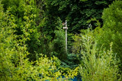 Ein Vogel sitzt auf einer Stange im Wald