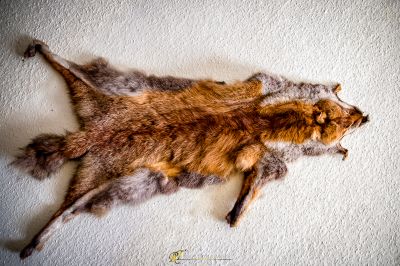 Eine Katze, die auf dem Boden liegt