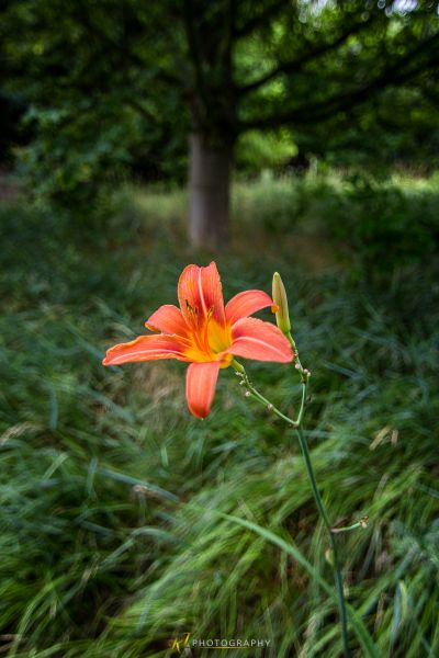 Eine einzelne orange Blume in der Mitte eines Feldes