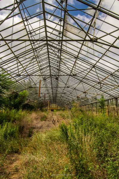 Ein Gewächshaus mit einer Reihe von Pflanzen im Inneren