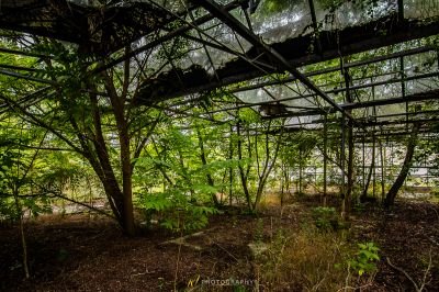 Ein Wald mit vielen Bäumen und Pflanzen