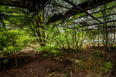 Ein Wald mit einem Haufen Bäume und einer Bank