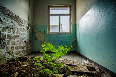 Eine Pflanze in einem Raum mit einem Fenster