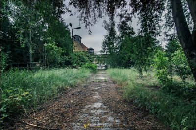 Ein Schotterweg durch einen Wald mit einem Uhrenturm im Hintergrund