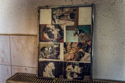 Ein Bild eines Hundes an einer Wand