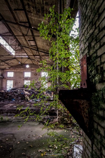 Ein Gebäude mit einem Baum, der aus ihm wächst