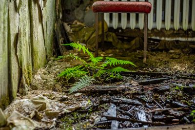 Eine kleine Pflanze, die im Dreck eines heruntergekommenen Hauses wächst