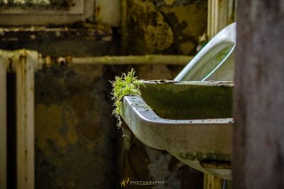 Ein schmutziges Badezimmer mit einer Pflanze, die aus der Toilette wächst