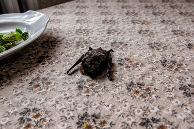 Ein kleiner Vogel, der auf einem Tisch neben einem Teller Brocco sitzt