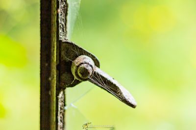 Ein Vogel ist auf einem hölzernen Pfahl thront