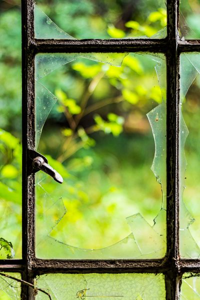 Ein Vogel sitzt auf einem zerbrochenen Fenster