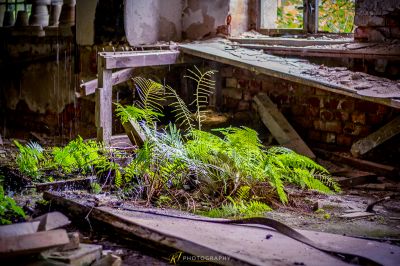 Eine Pflanze, die in einem schmutzigen Raum wächst