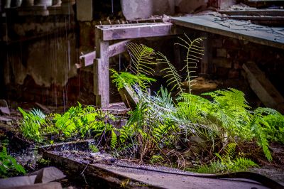 Eine Pflanze, die in einem schmutzigen Raum wächst