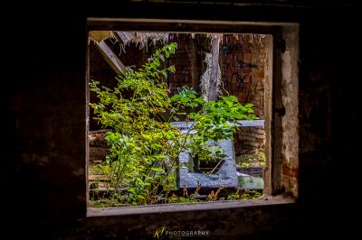 Ein Fenster mit einer Pflanze darin