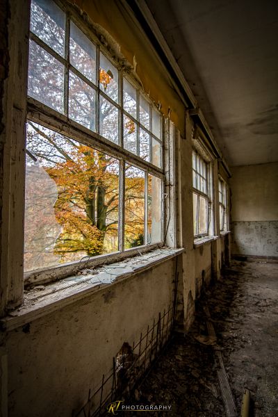 Ein Baum in einem Fenster