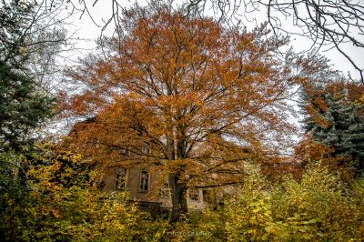 Ein Baum mit orangen Blättern vor einem Gebäude