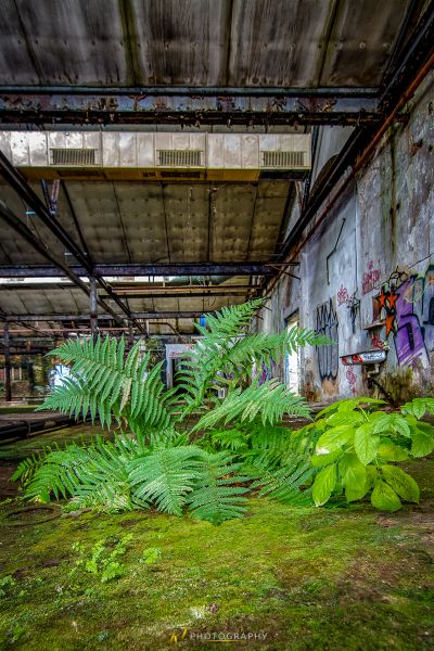 Ein großer Farn in einem großen Raum eines verlassenen Gebäudes
