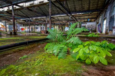 Ein sehr altes Gebäude mit vielen Pflanzen, die im Boden wachsen
