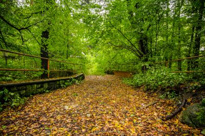 Ein Weg durch den Wald im Wald