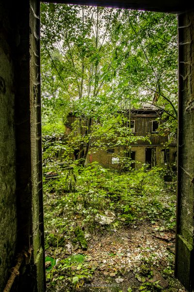 Blick auf einen Wald durch eine offene Tür
