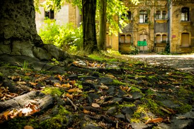 Ein Baum mit grünen Blättern