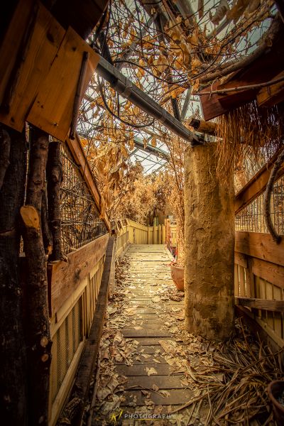 Ein Gehweg mit einem Baum, der durch ihn wächst
