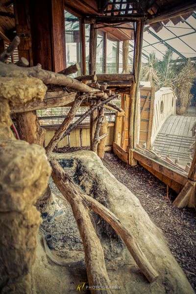 Ein großer Baumstamm