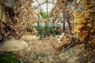 Ein sehr alt aussehendes Gewächshaus mit vielen Blättern