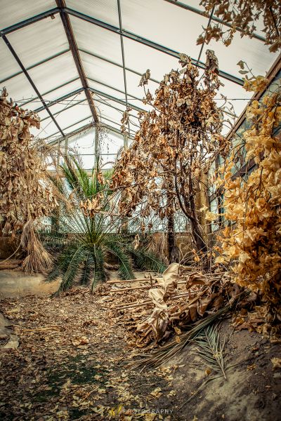 Ein Gewächshaus mit vielen toten Blättern