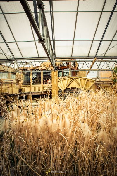 Ein großes Feld aus hohem Gras