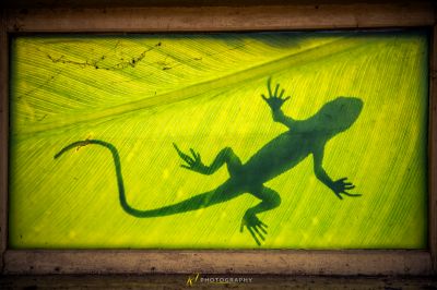 Schatten einer Eidechse