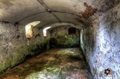 Ein langer Tunnel mit einem Haufen Pflanzen, die darin wachsen