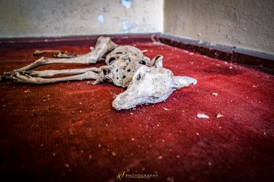 Ein totes Tier auf dem Boden