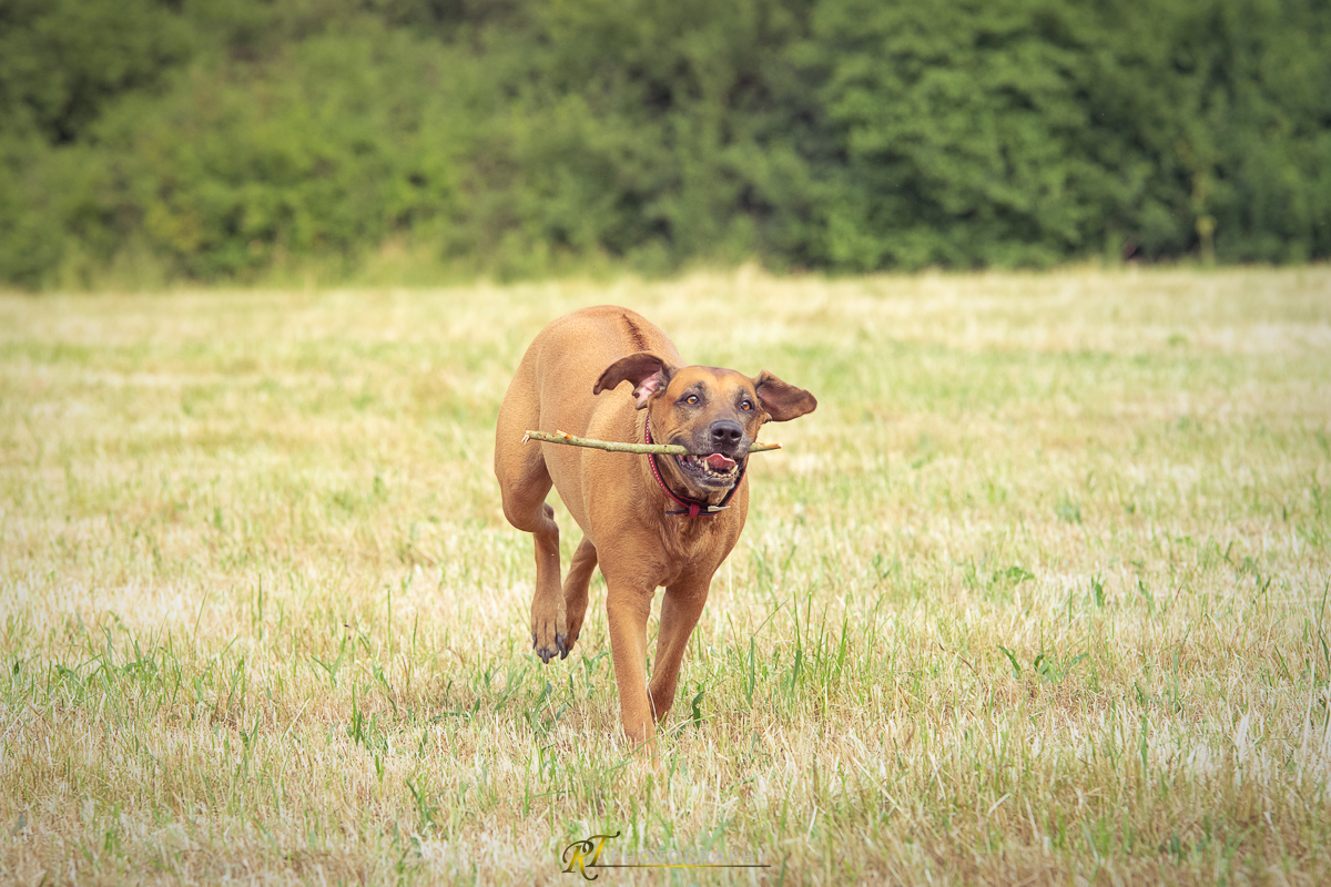 Hundeshooting