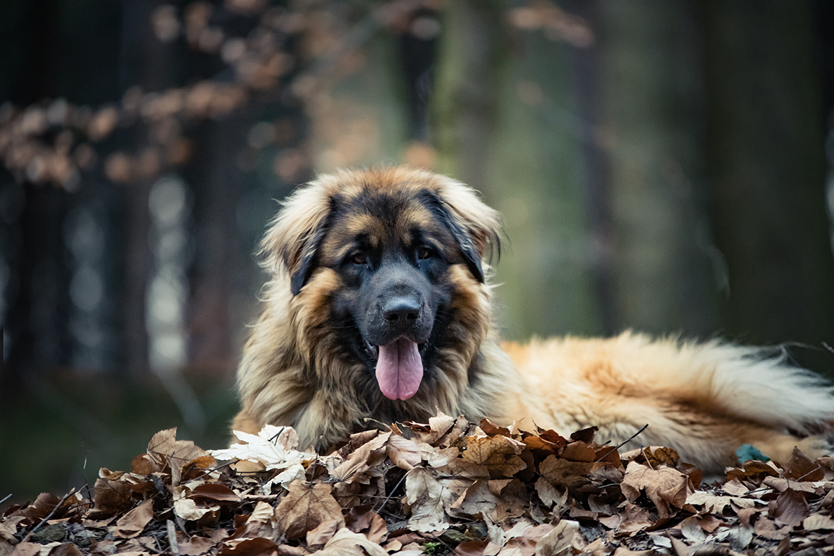 Ein Hund, der mit seiner Zunge auf dem Boden liegt