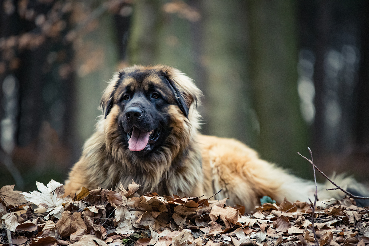 Ein Hund, der mit Blättern auf dem Boden liegt