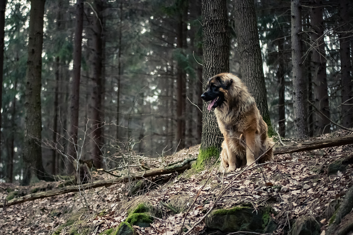 Ein Hund sitzt auf einem Felsen im Wald