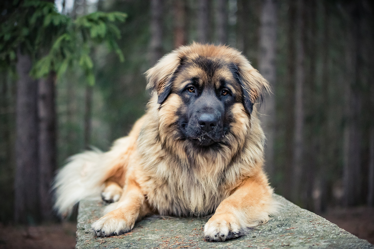 Ein großer Hund liegt auf einem Felsen im Wald
