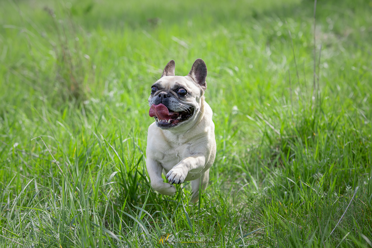 Ein kleiner Hund, der durch das Gras läuft