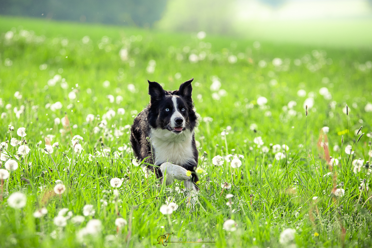 Ein Hund läuft durch ein Blumenfeld