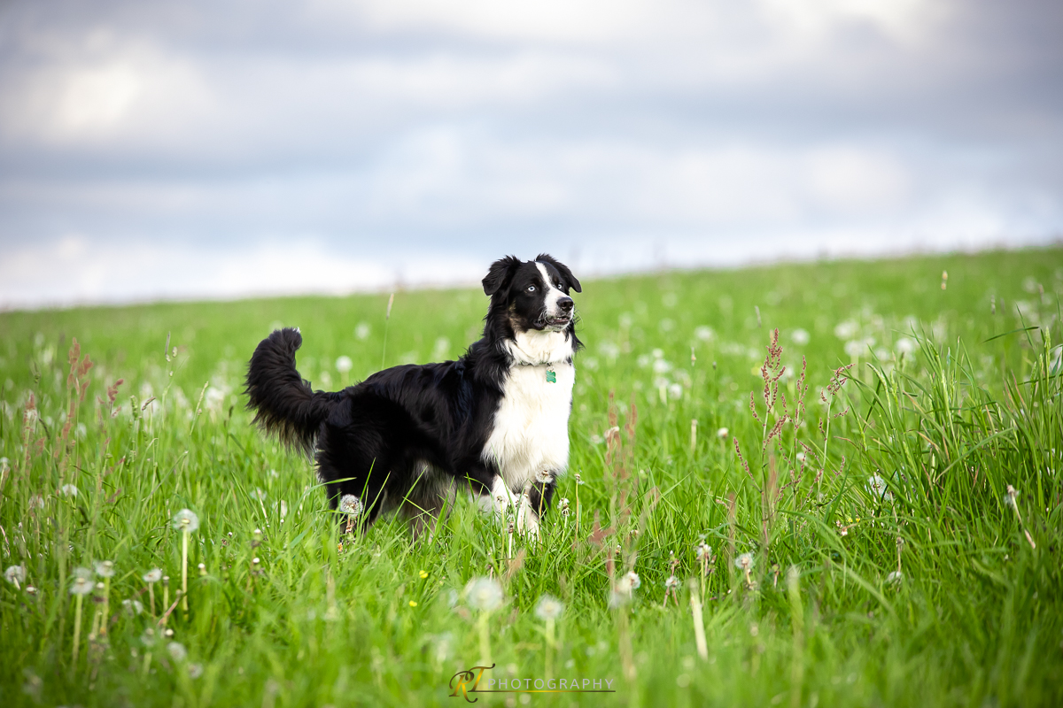 Ein Hund steht auf der Wiese